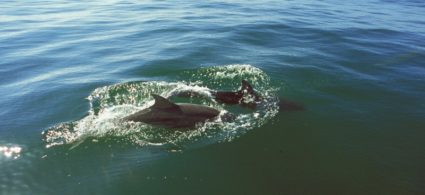 I delfini dello Shannon