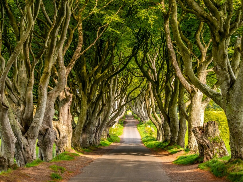 The Dark Hedges