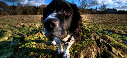 Viaggiare con gli animali